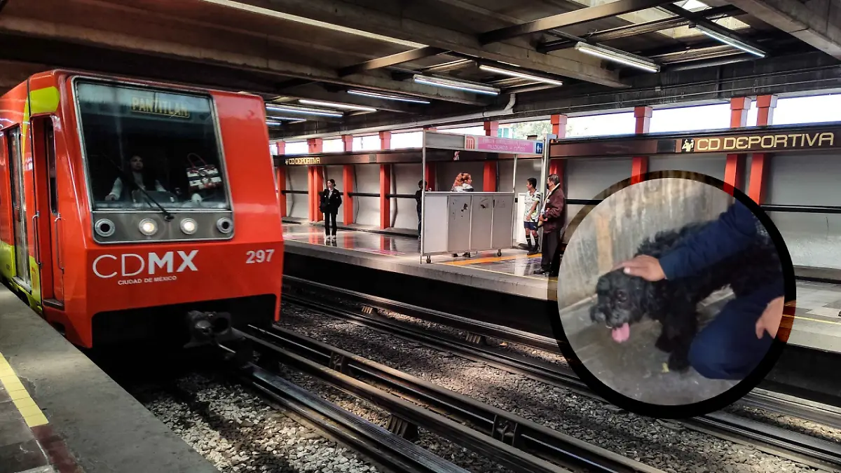 Perrito rescatado en vías del Metro Línea 9